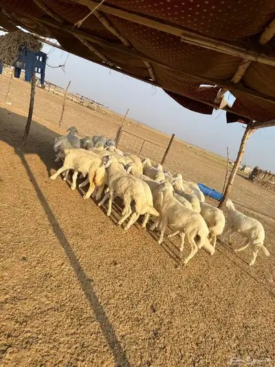 بهم تربية ( تم البيع ) 0