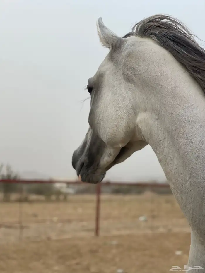 تعليم ركوب الخيل 0