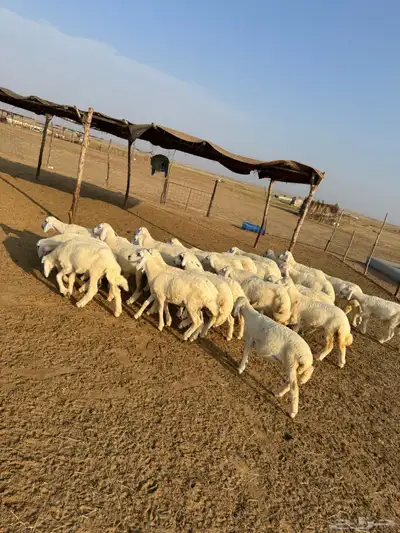 بهم تربية ( تم البيع ) 1