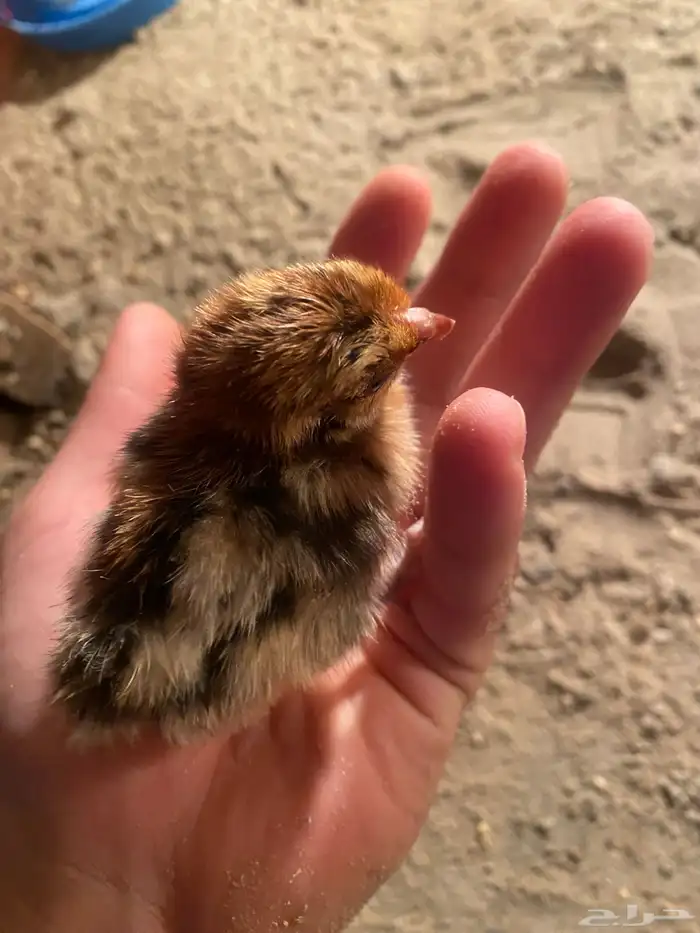 صوص للبيع 0