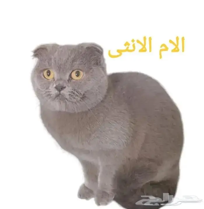 قطط كتن سكوتش فولد بلو اسكتلندا بيور 19
