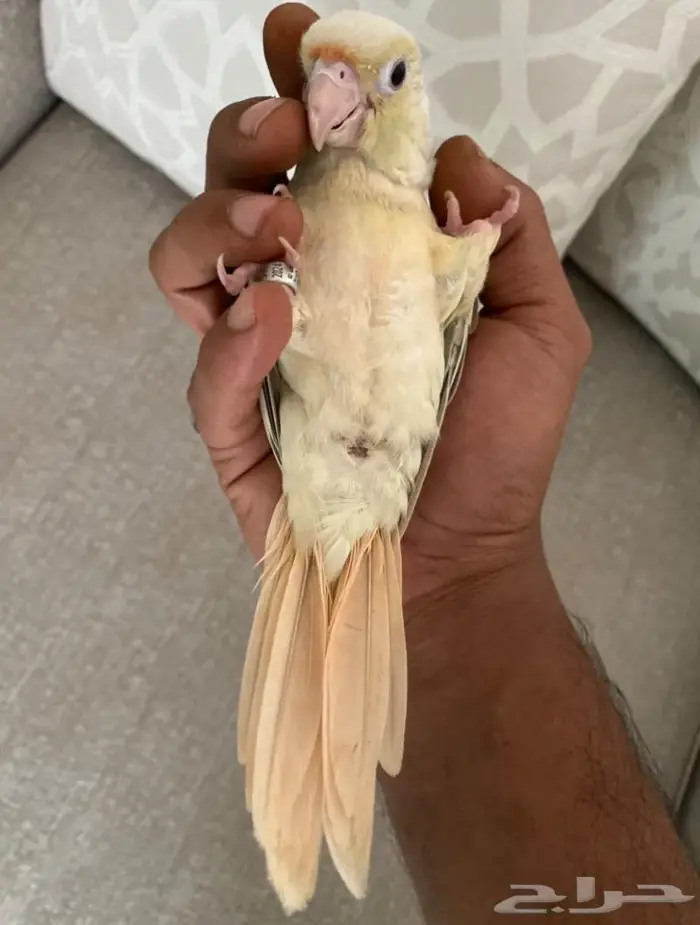 (تم البيع) كنيور مون شيك 7