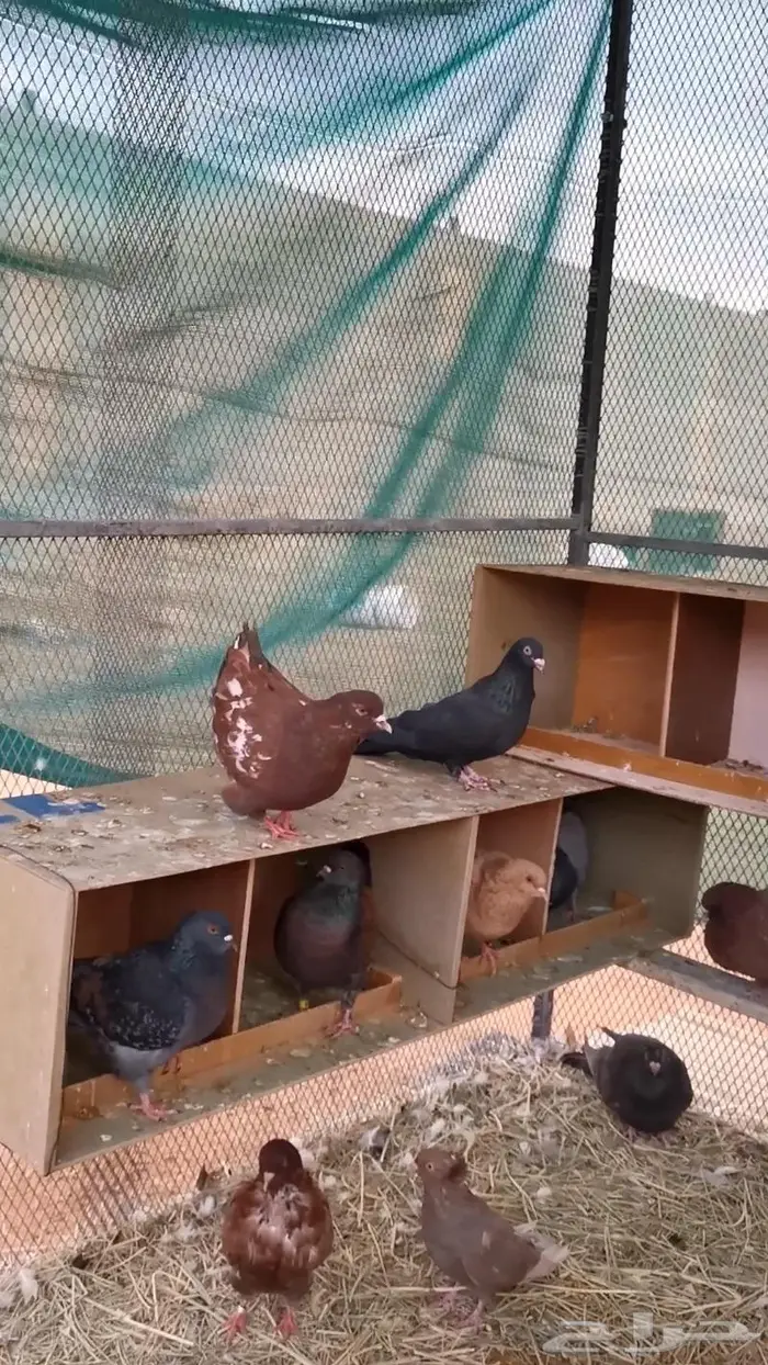 حمام كنج و مصري مالطي الزلفي 4