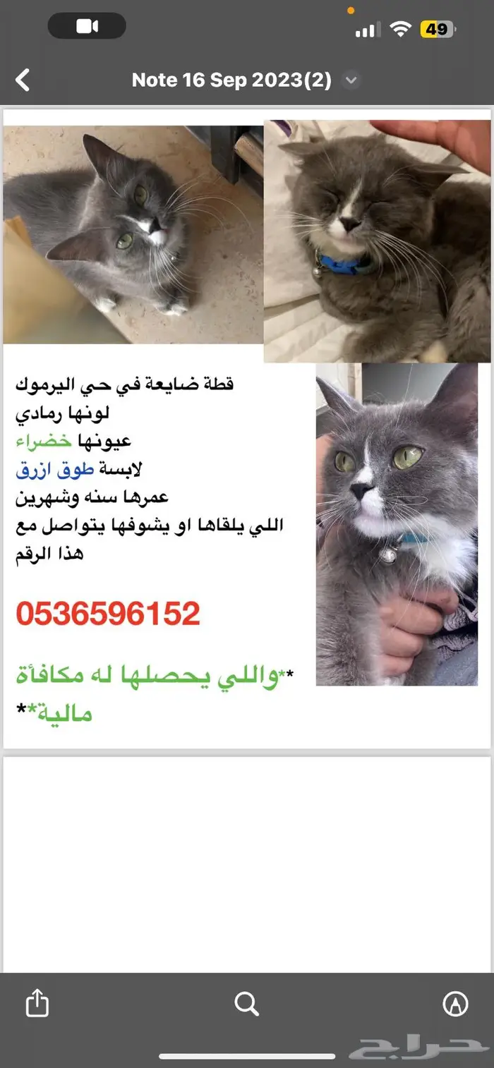 قطة ضايعة بحي اليرموك 0