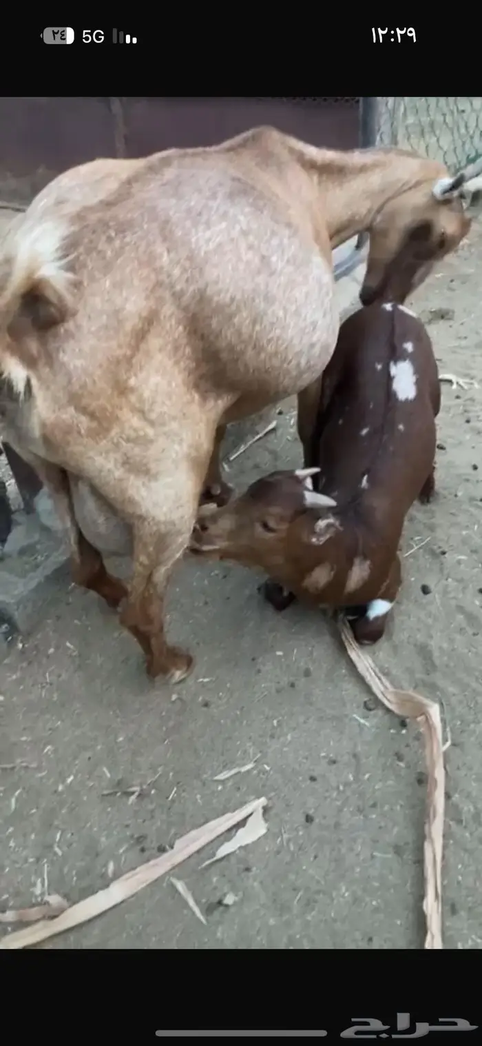 تيس لباني زبدة 0