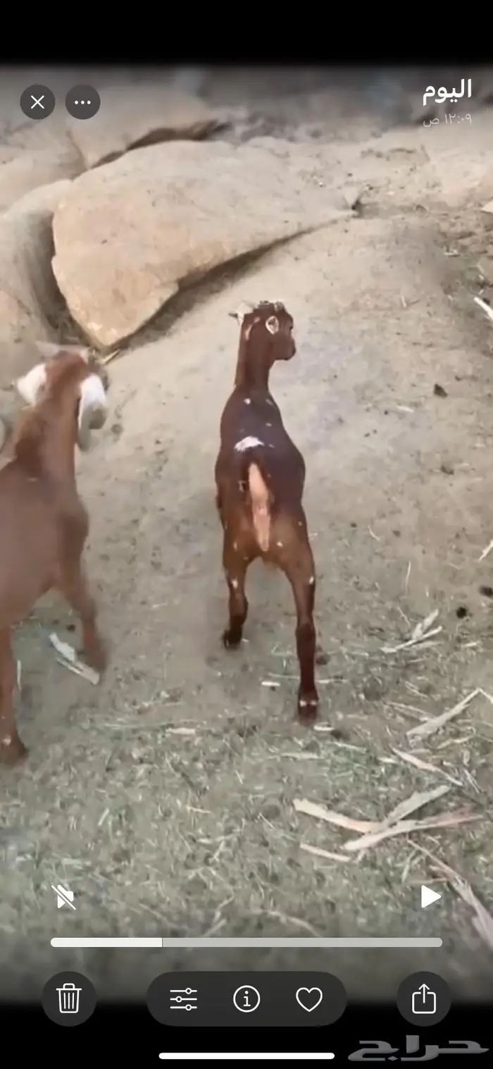 تيس لباني زبدة 1