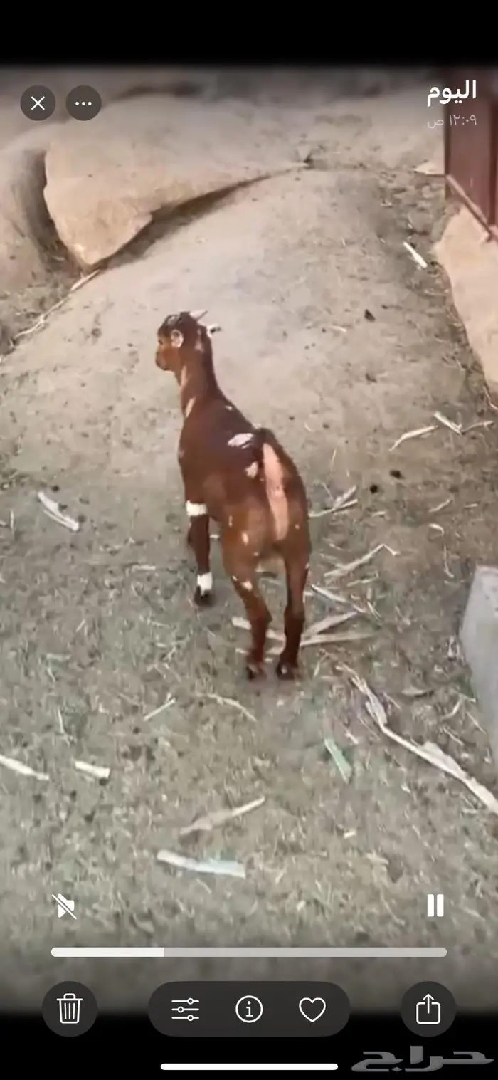 تيس لباني زبدة 2