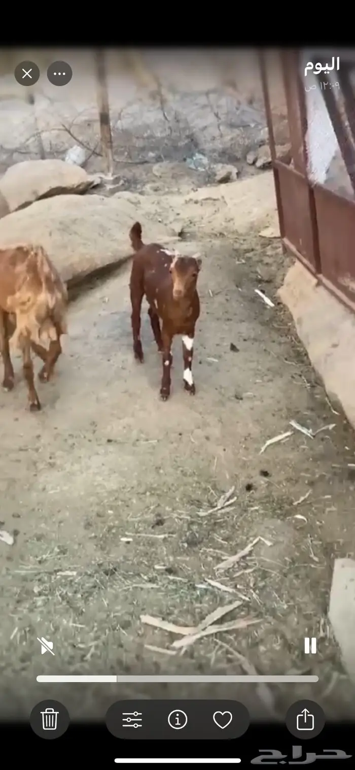 تيس لباني زبدة 3