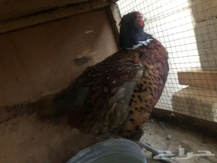 صوص فزن أمريكي 1