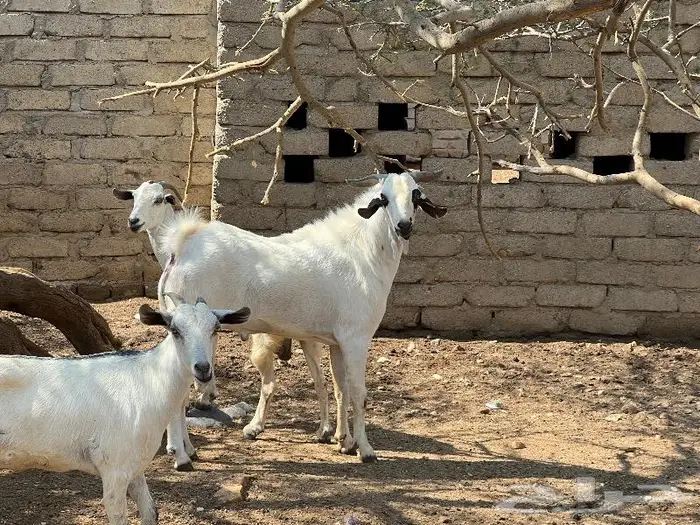 تيس فحل صنف رباع 0