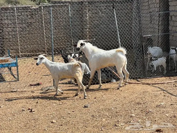 تيس فحل صنف رباع 1