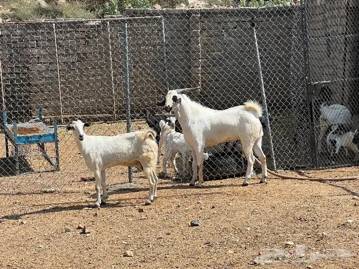 تيس فحل صنف رباع 2