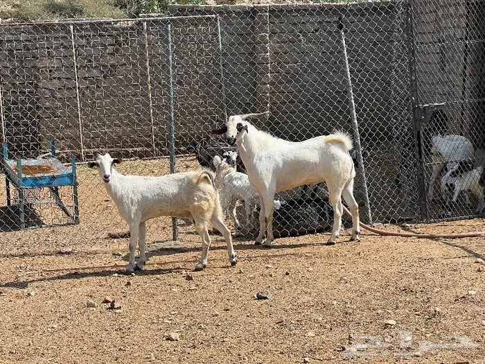 تيس فحل صنف رباع 3