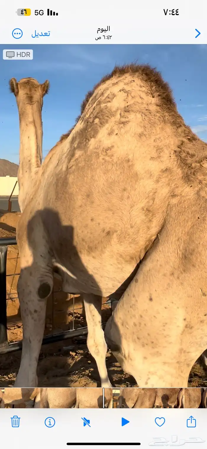 قعدان للبيع 2