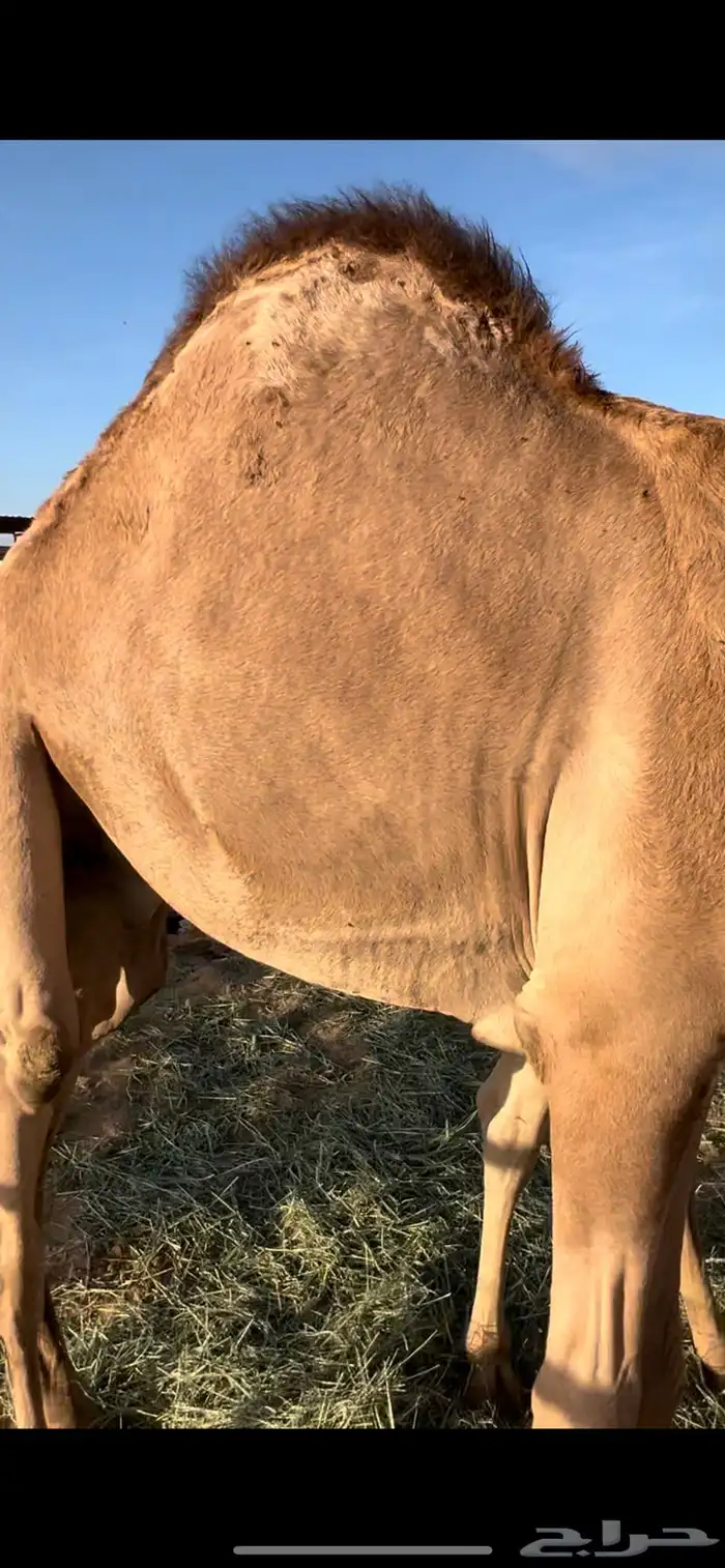 قعدان للبيع 4