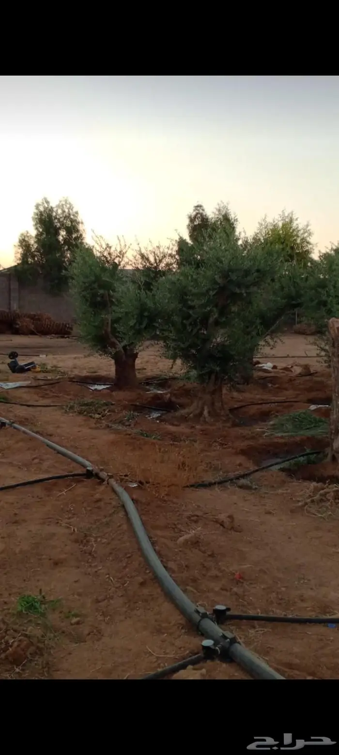 نقوم بتوريد وزراعه جميع انواع النخيل والزيتون واليمون 3