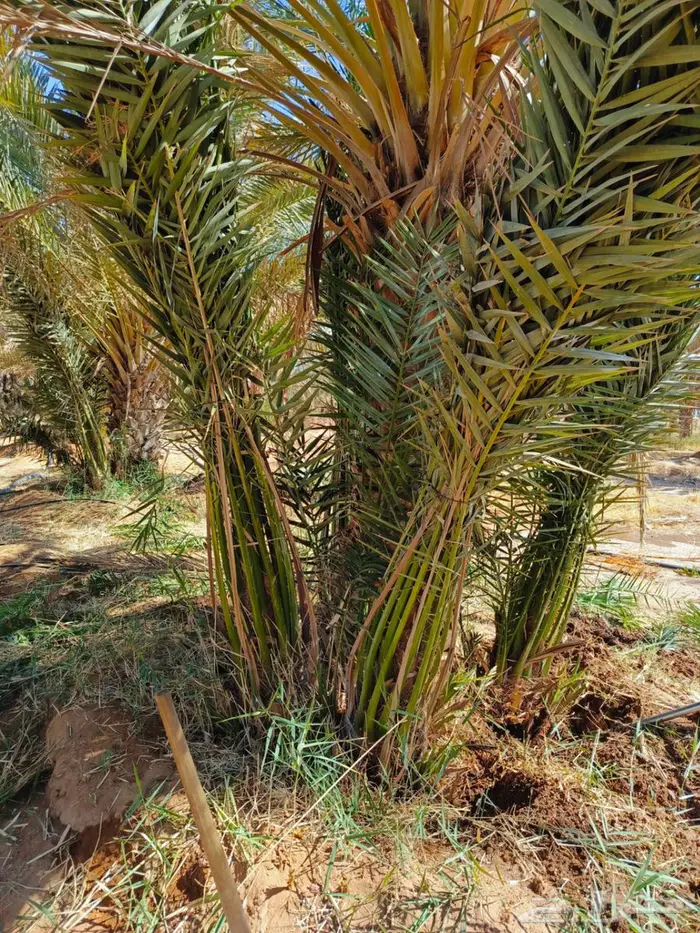 نقوم بتوريد وزراعه جميع انواع النخيل والزيتون واليمون 5