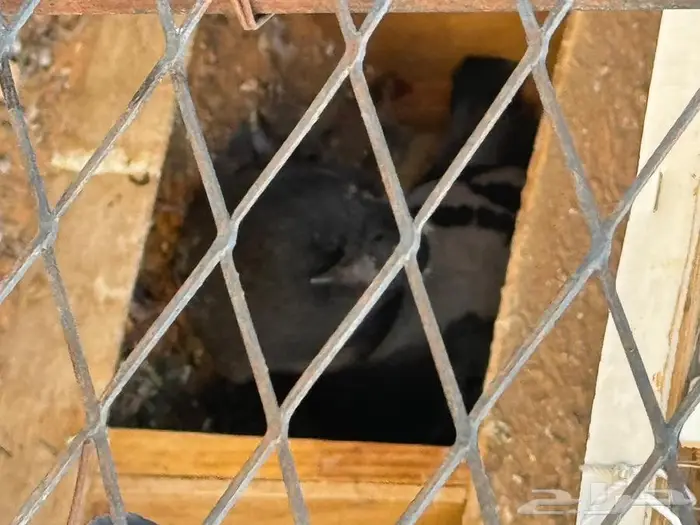 حمام منوع للبيع 0