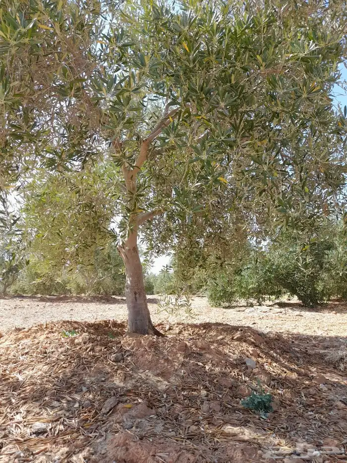 اشجار زيتون 14