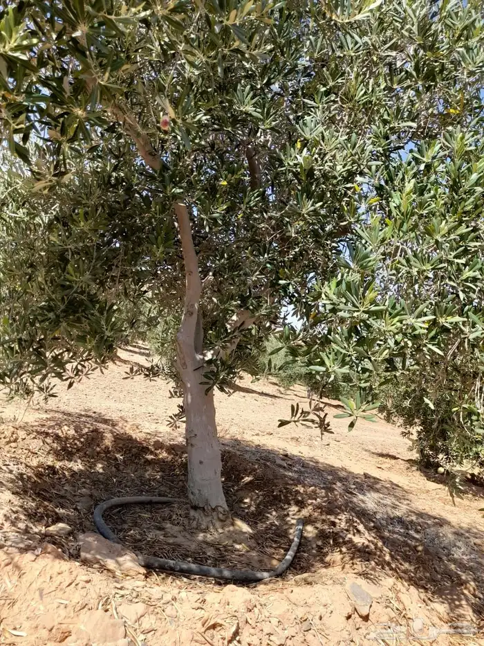 اشجار زيتون 15