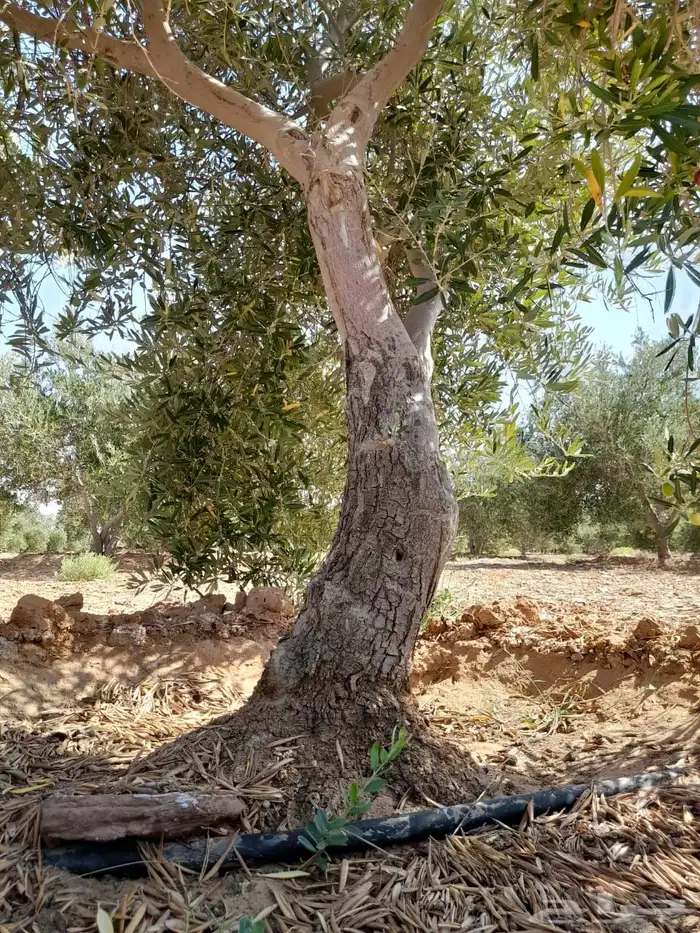 اشجار زيتون 4