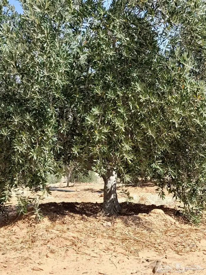 اشجار زيتون 13