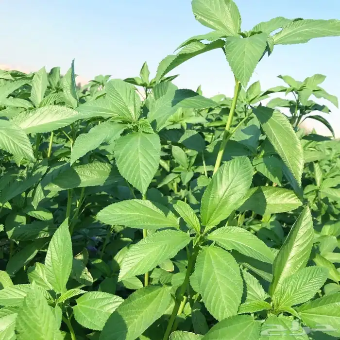 بذور ملوخية مصري 3