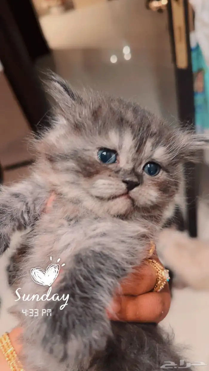 شيرازي وهاملايا 2