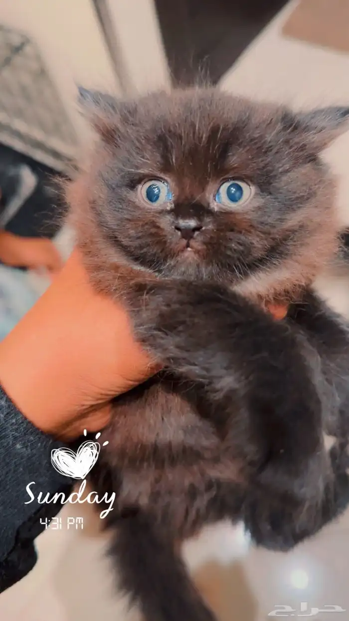 شيرازي وهاملايا 0