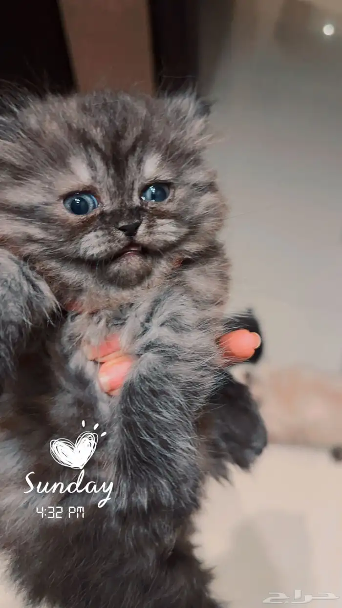 شيرازي وهاملايا 1