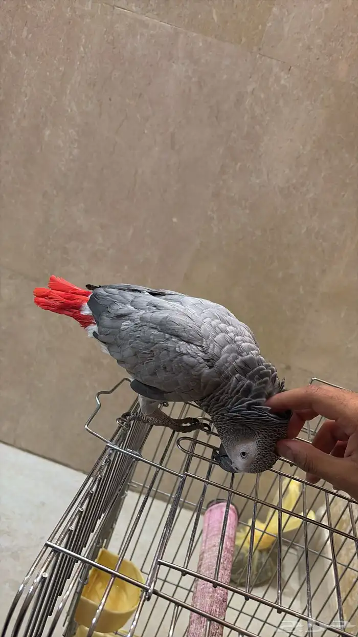 كاسكو كبتن كلام والييف ( تم البيع ) 4