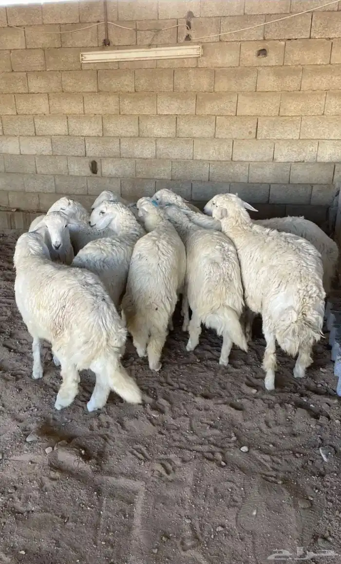 طليان حريات وسواكن بيع ميسر للثلاجة والمناسبات 1