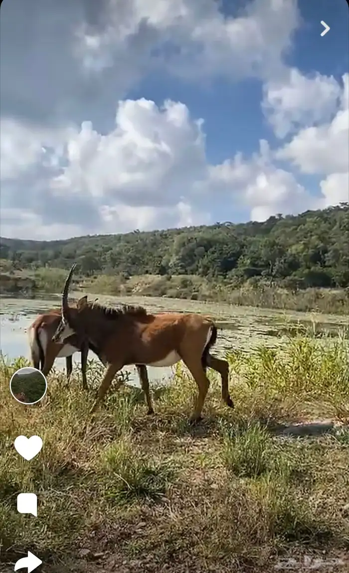 مقناص صيد غزلان شغل مرتب 2