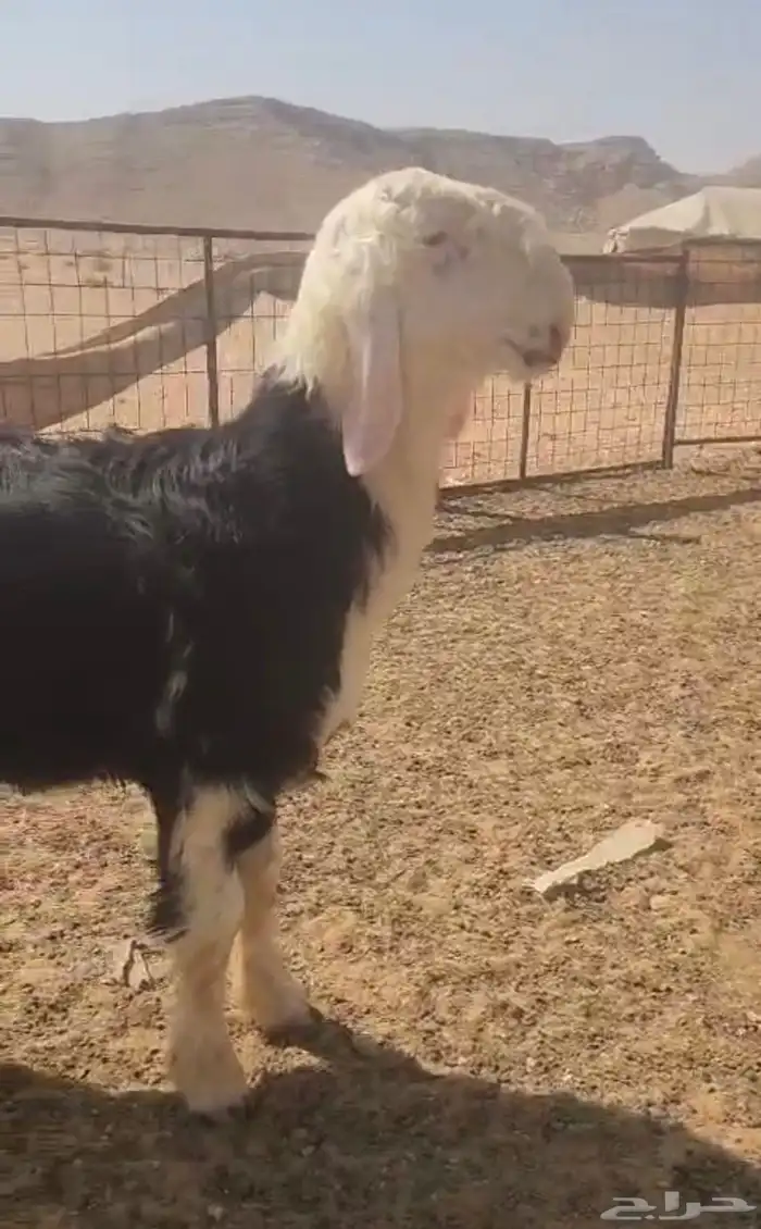 فحل نجدي صنف مشروط النسف والانتاج 2