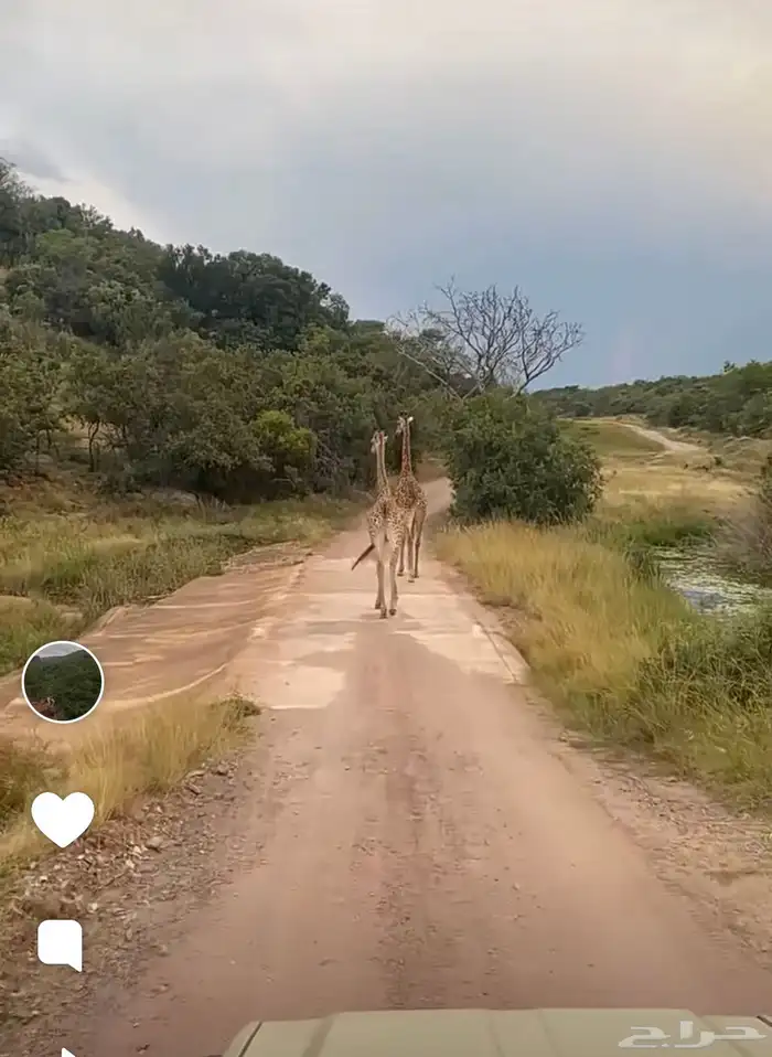 مقناص صيد غزلان شغل مرتب 8