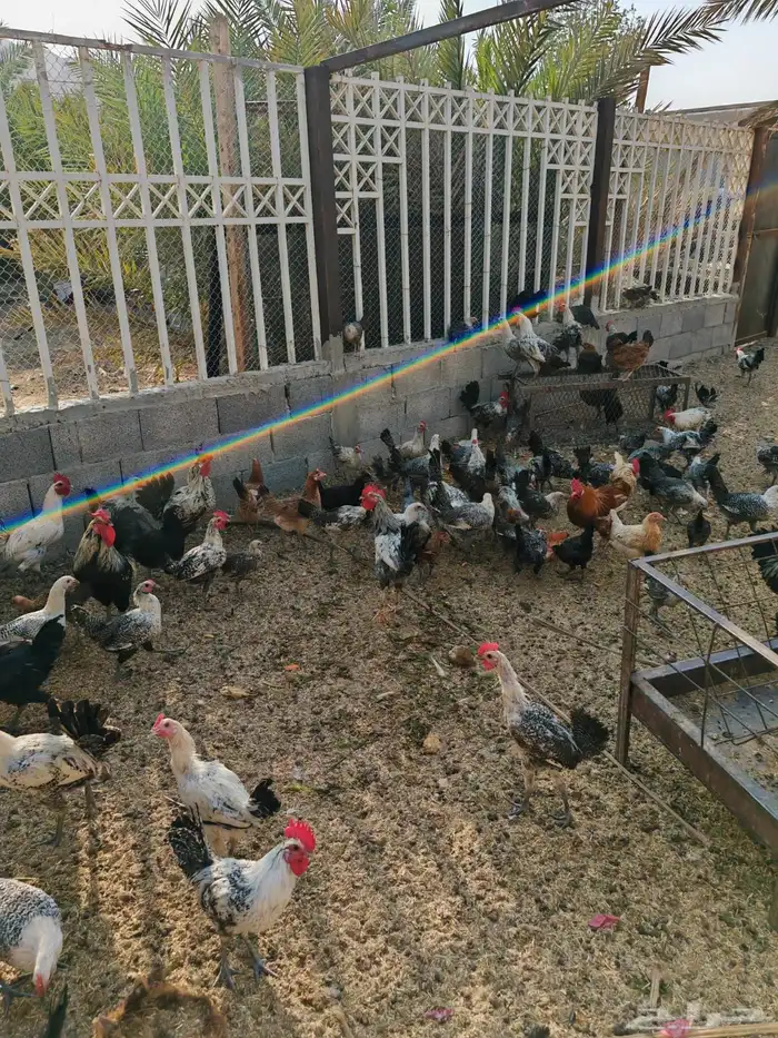 دجاج فيومي وحمام فرنسي 2