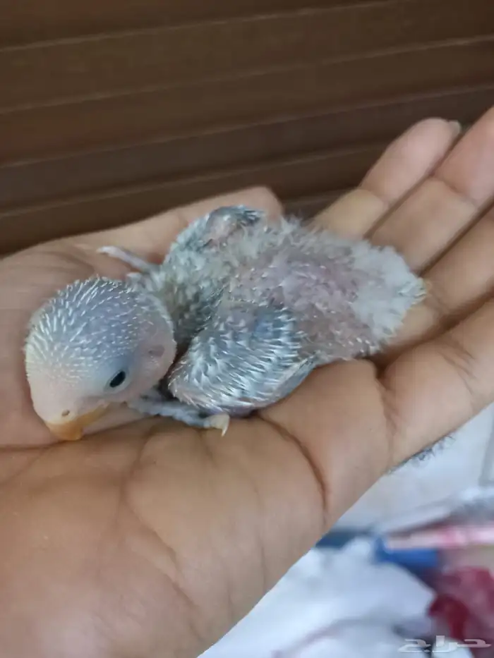 للبيع فرخ روز ابرق 1