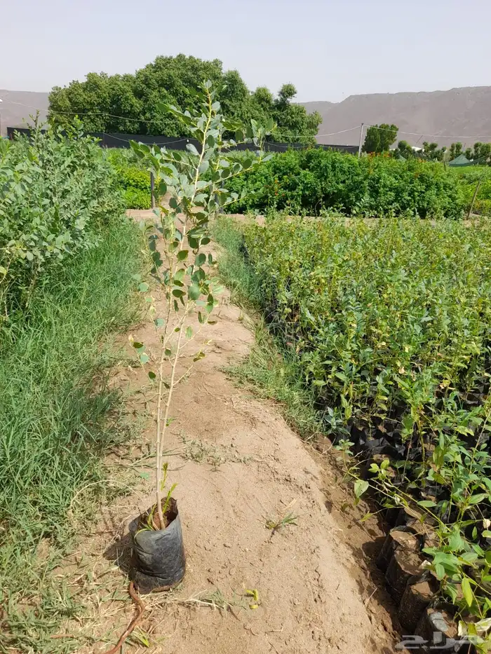 شتلات عرض ال99 هلله يابلاش 9