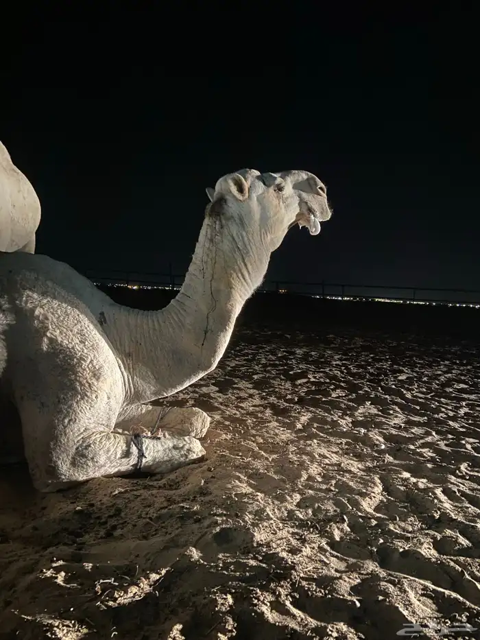بعير اوضح منتج للبيع 7