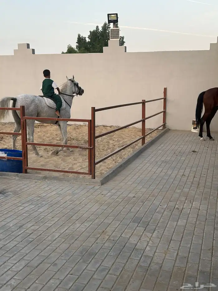 اسطبل ومربط الصحبة لإيواء وبيع وشراء الخيل 6