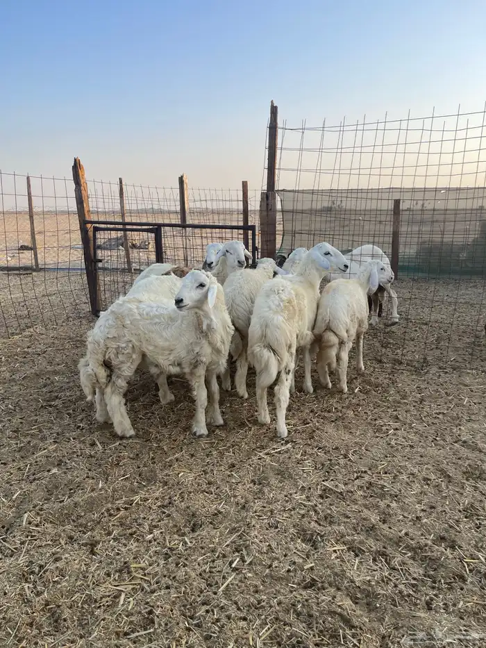 ذبايح حري وتيوس جنوبيه محايلي علفها البرسيم والشعير شرط 0