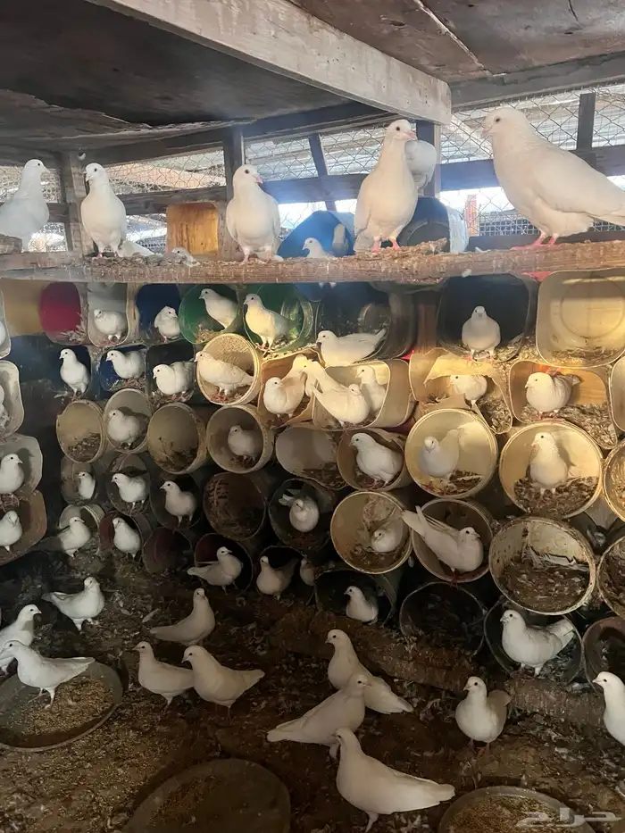 حمام فرنسي لاحم بيه كامل الكمية 0