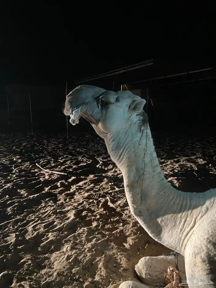 بعير اوضح منتج للبيع 3