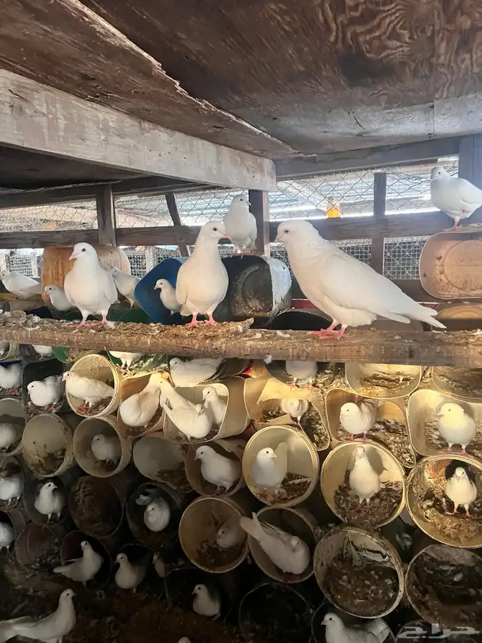 حمام فرنسي لاحم بيه كامل الكمية 1