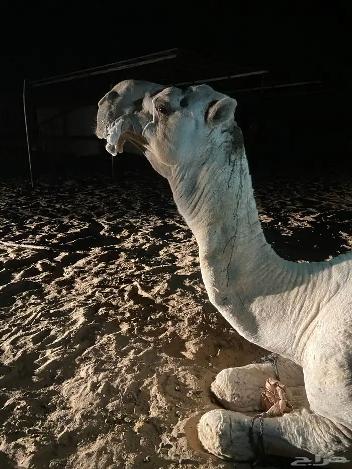 بعير اوضح منتج للبيع 4