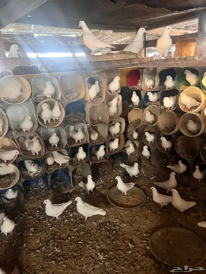 حمام فرنسي لاحم بيه كامل الكمية 2