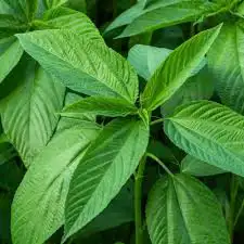 بذور ملوخية مصري 2