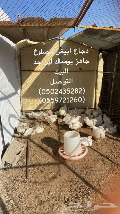 دجاج ابيض مسلوخ جاهز السيل الكبير 0