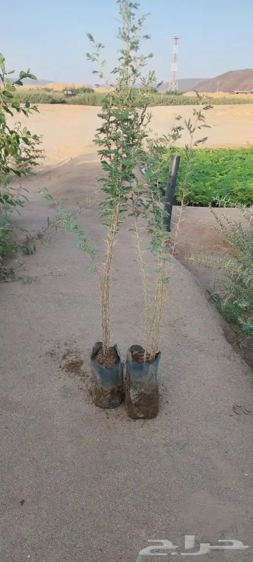 شتلات عرض ال99 هلله يابلاش 1