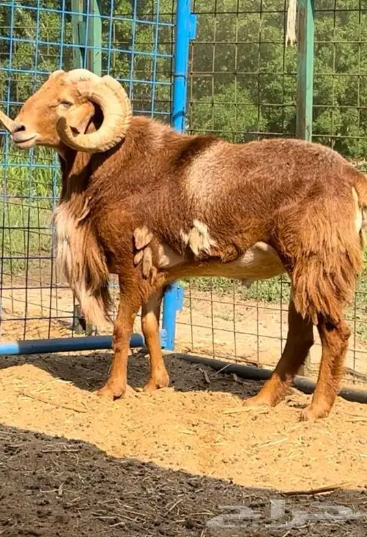 وعل - وعول ذكور واناث 21